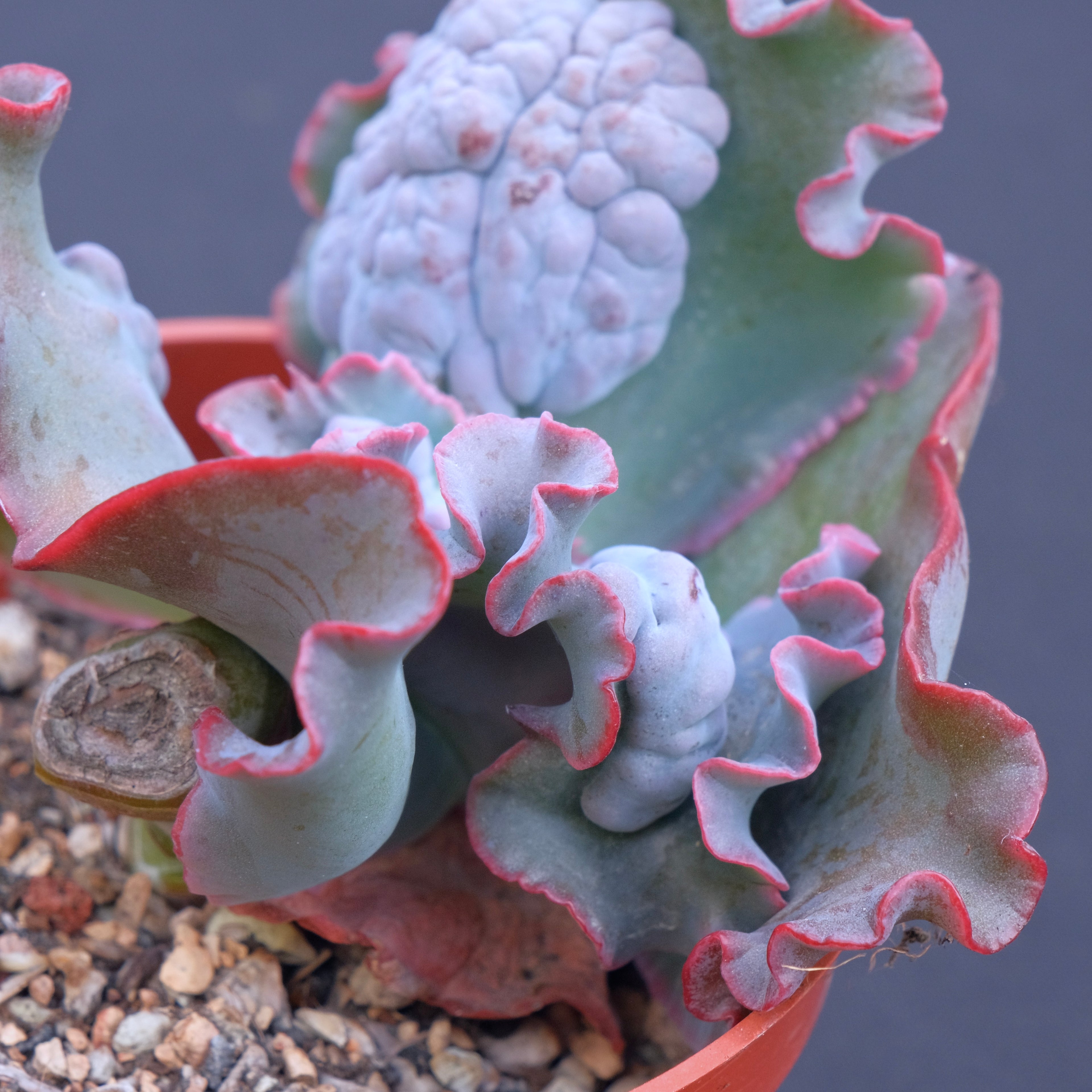 Echeveria Phoenix - Very Rare Dick Wright Hybrid