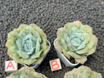 Echeveria Bubble Rose Imported Succulent Plant