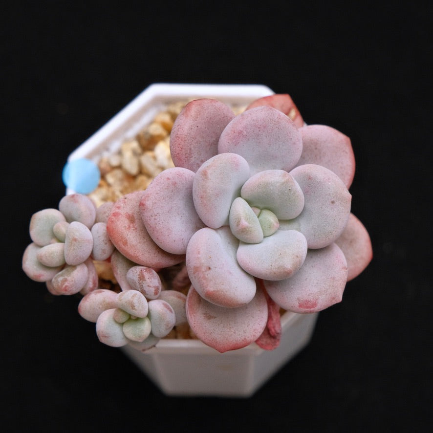 Graptoveria Omega Queen Korean Succulent Plant