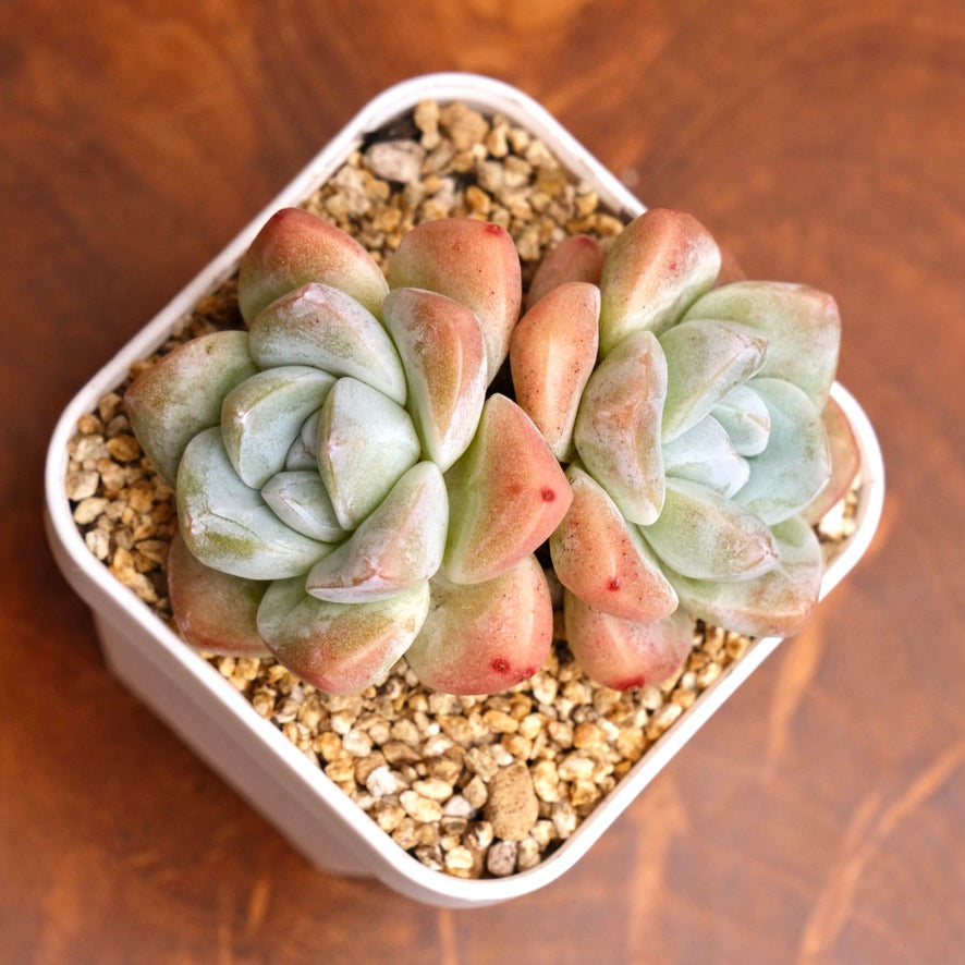 Echeveria Ice Green Imported Succulent Plant