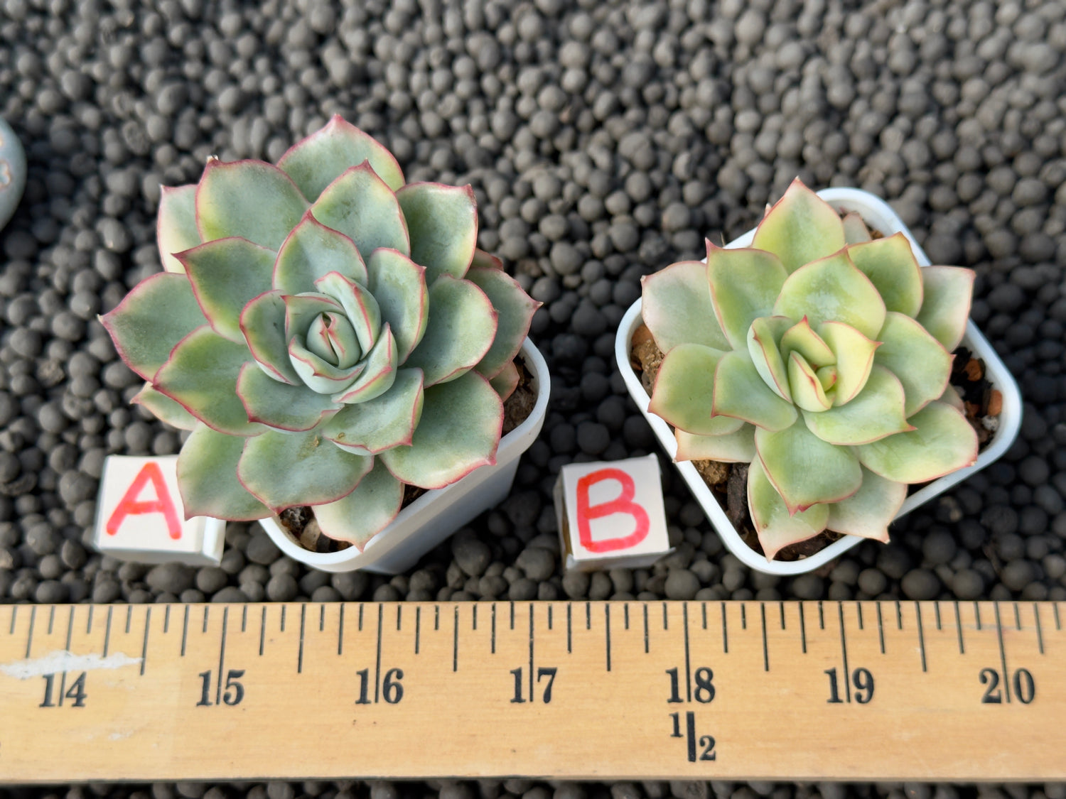 Variegated Echeveria Esther Succulent Plant