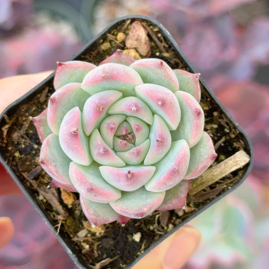 Echeveria chihuahuaensis Succulent Plant