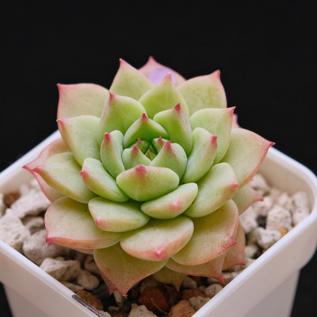 Echeveria Blue Eye Imported Succulent Plant *New* 蓝眼睛