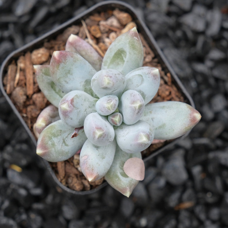 Pachyveria Cloud Finger A Korean Succulent Plant