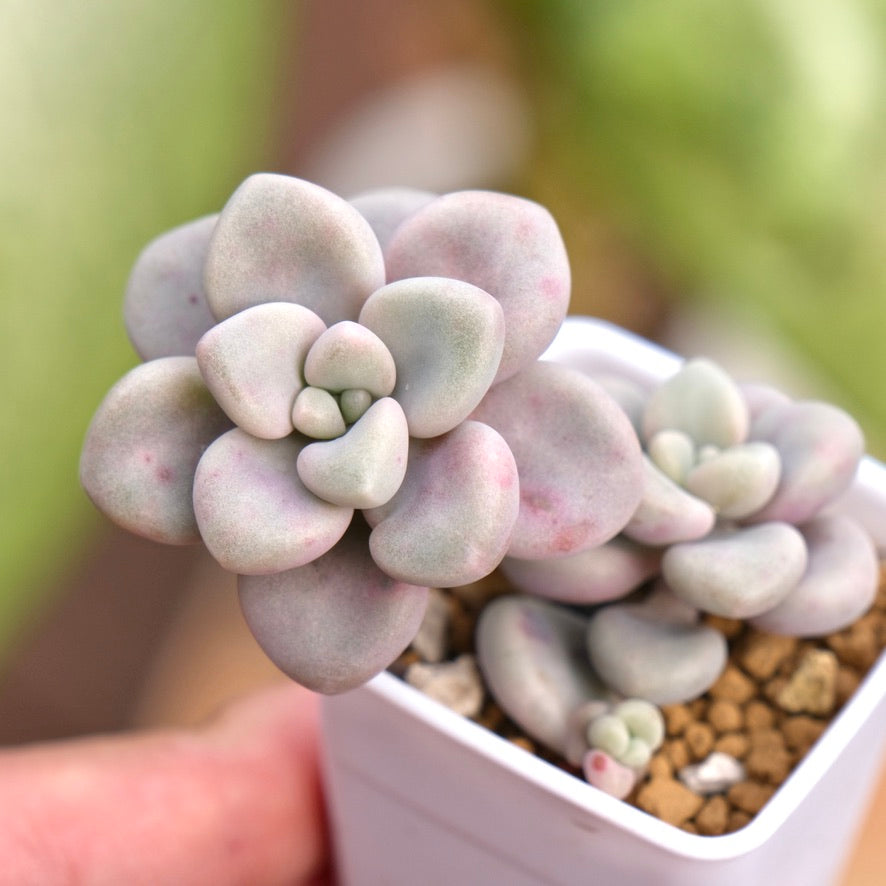 Graptopetalum Ellen Korean Succulent Plant