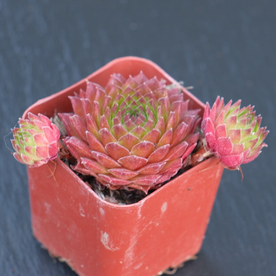 Sempervivum sp Succulent Plant