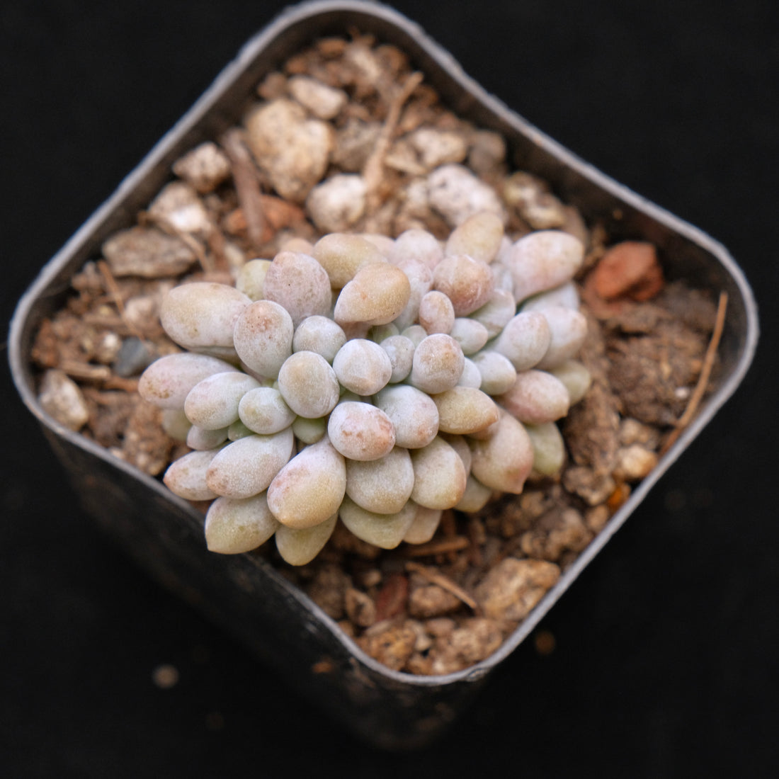 Small Crested Pachyphytum brachetti Korean Succulent Plant