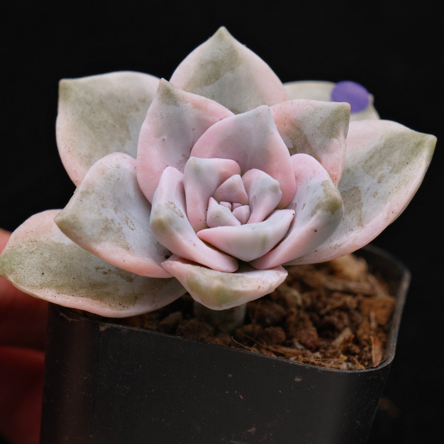 Variegated Graptoveria Purple Delight Korean Succulent Plant