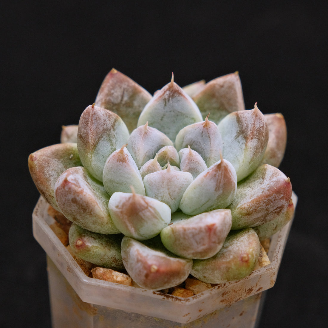 Echeveria tolimanensis hybrid Korean Succulent Plant