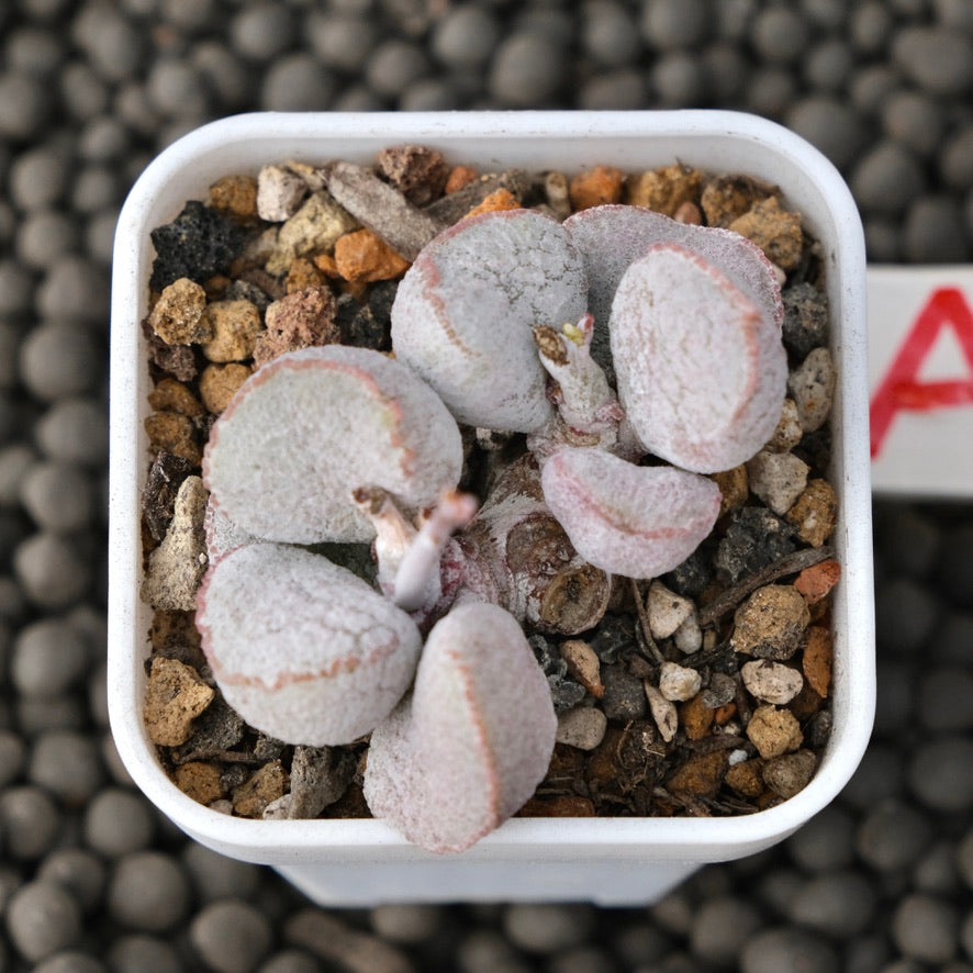 Adromischus Pink Ball Imported Succulent Plant