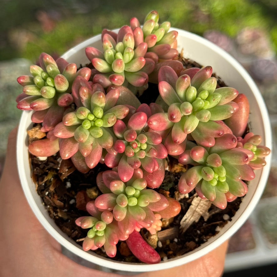 Variegated Sedum Aurora Succulent Plant