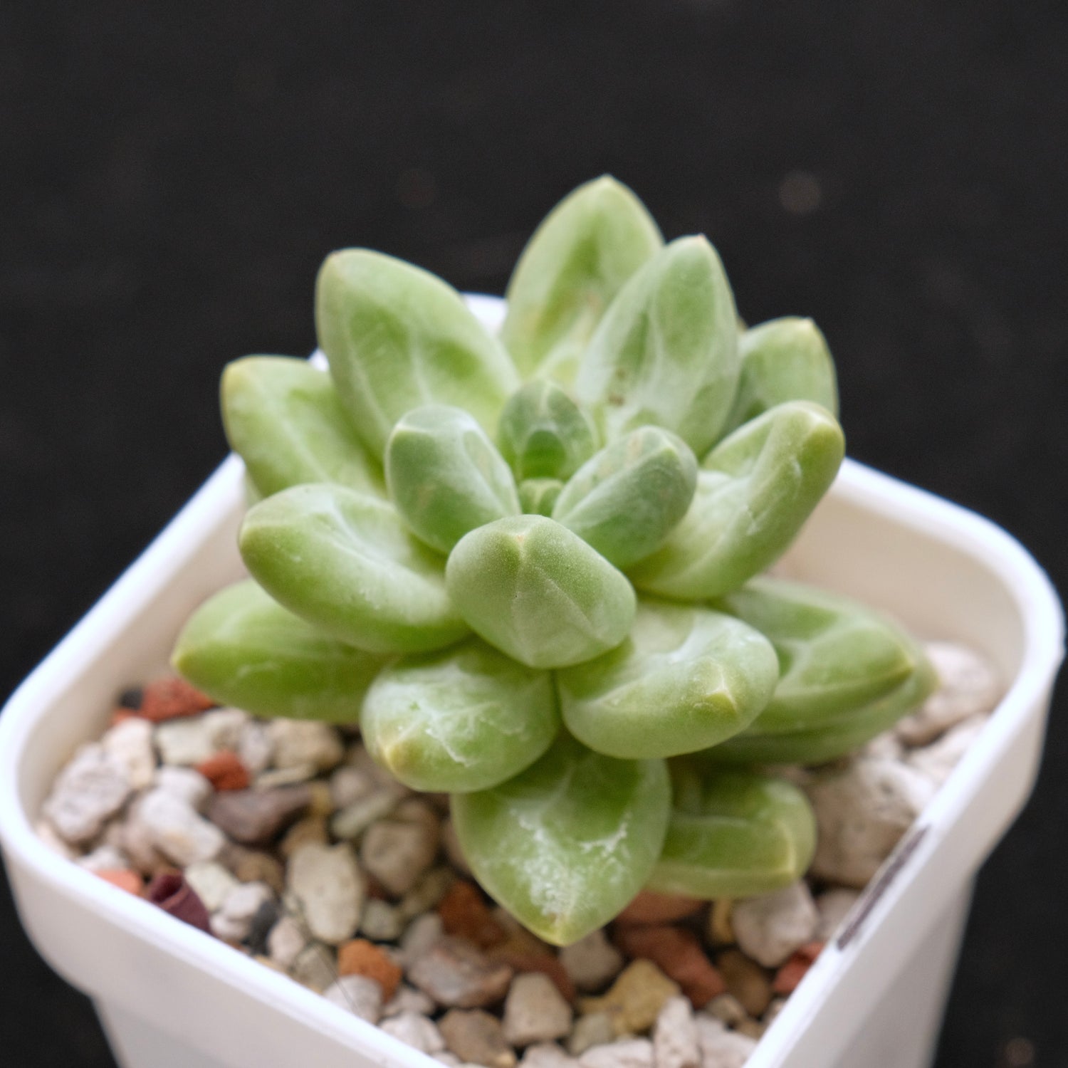 Pachyveria Organic Candy Korean Succulent Plant