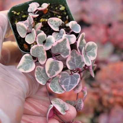 2 inch Variegated String of Hearts Succulent Plant