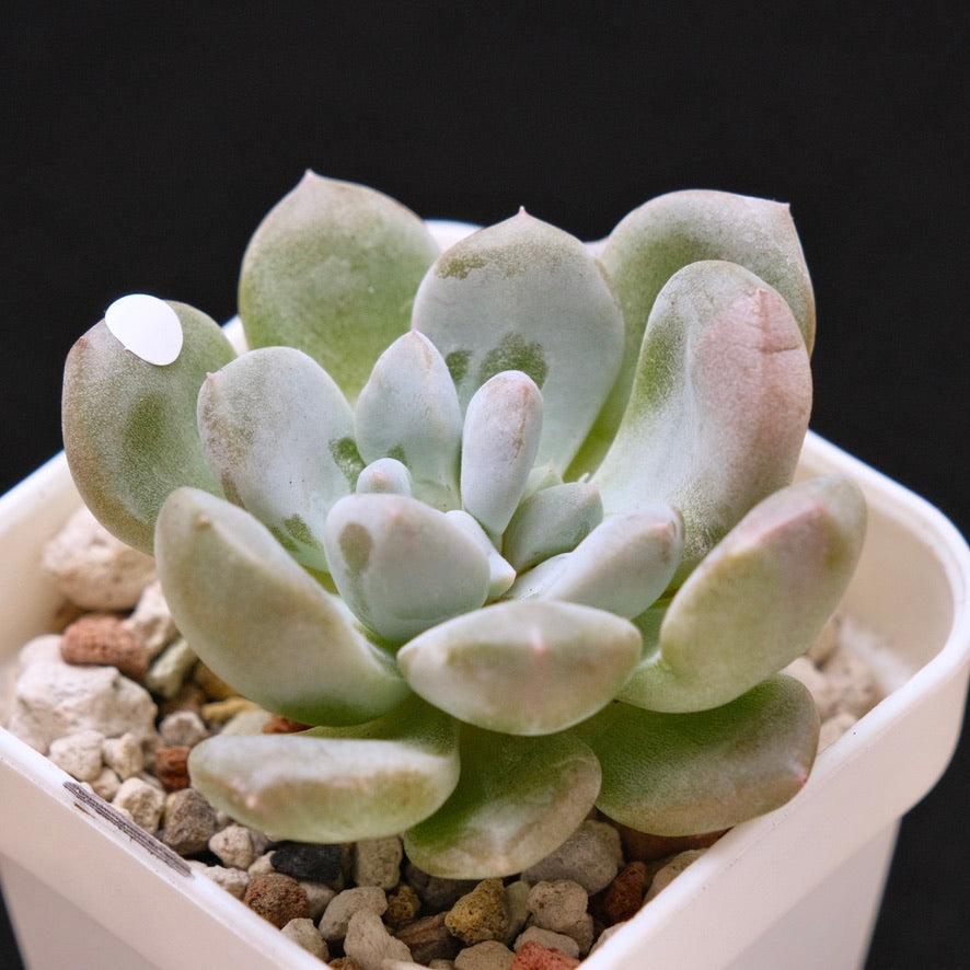 Pachyveria Gold Candy Korean Succulent Plant *New*