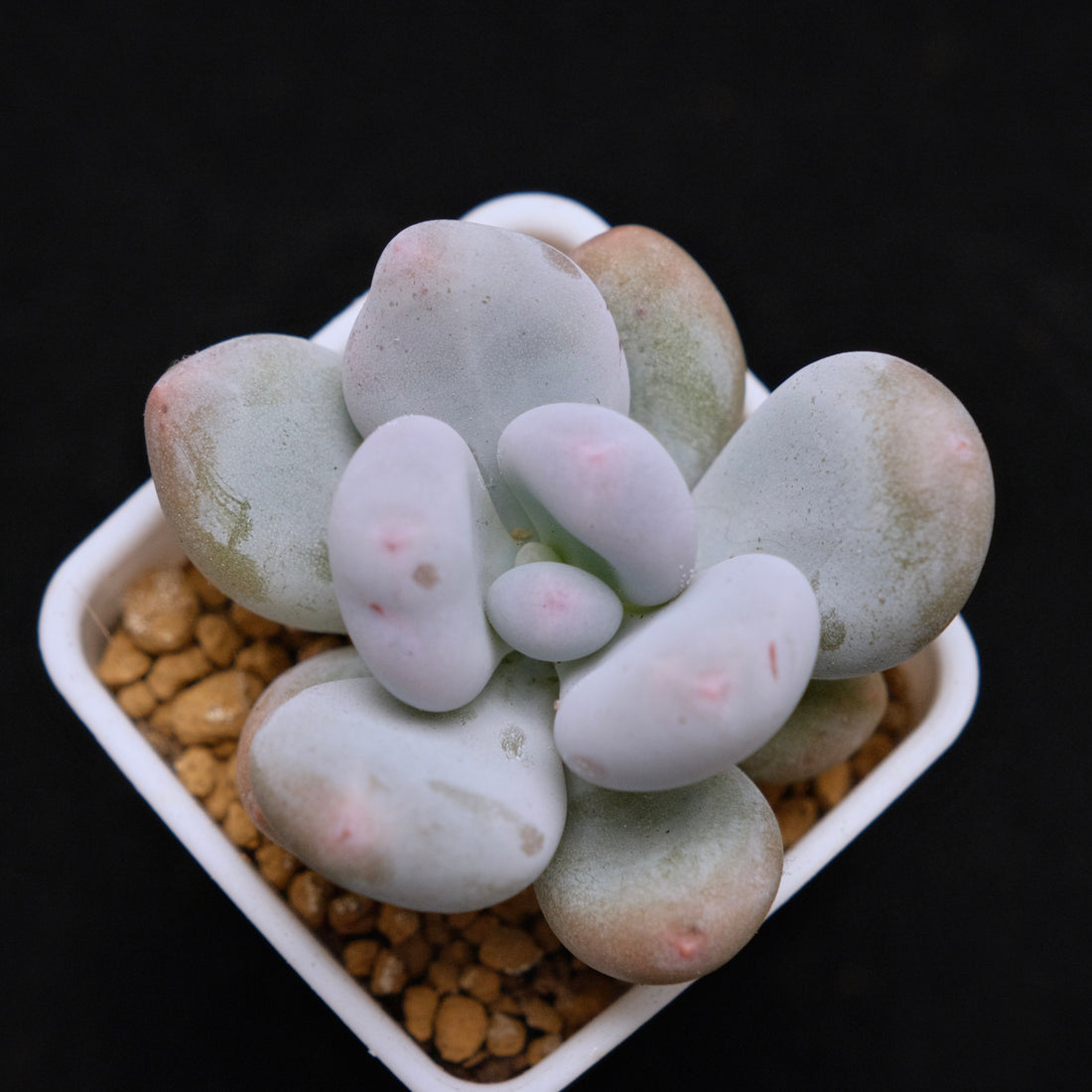 Pachyphytum oviferum Korean Succulent Plant