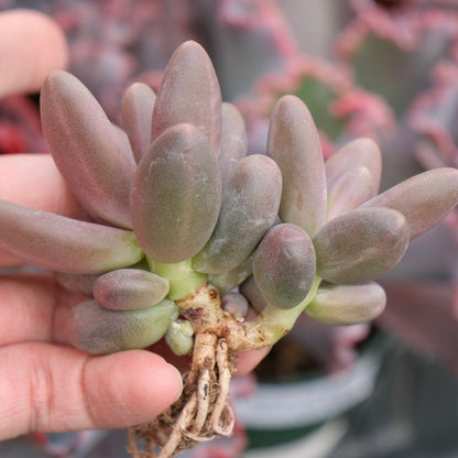 Pachyphytum Oviride Imported Succulent Plant