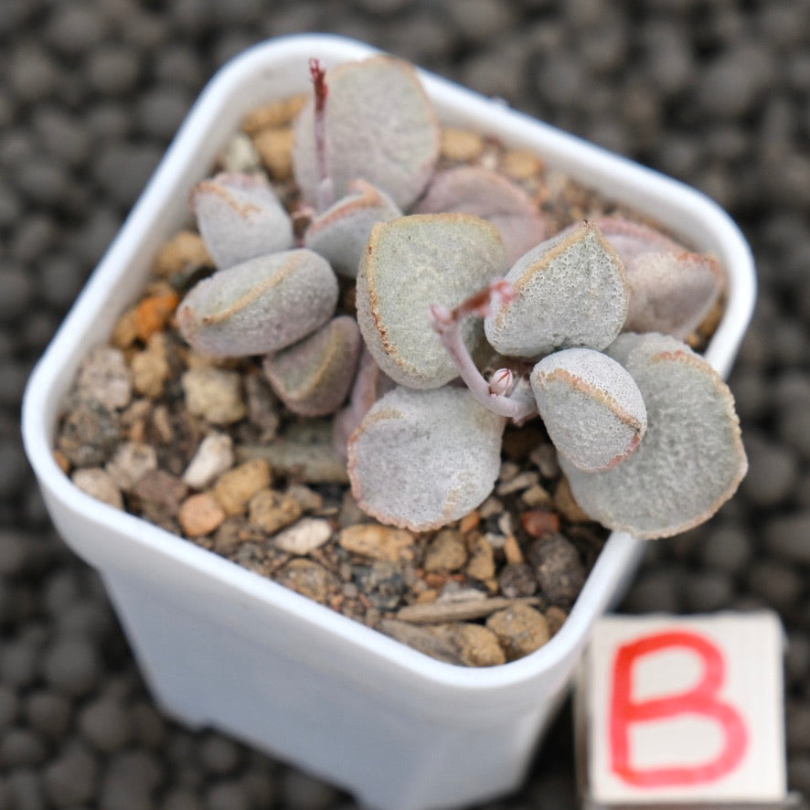 Adromischus Pink Snow Egg Imported Succulent Plant