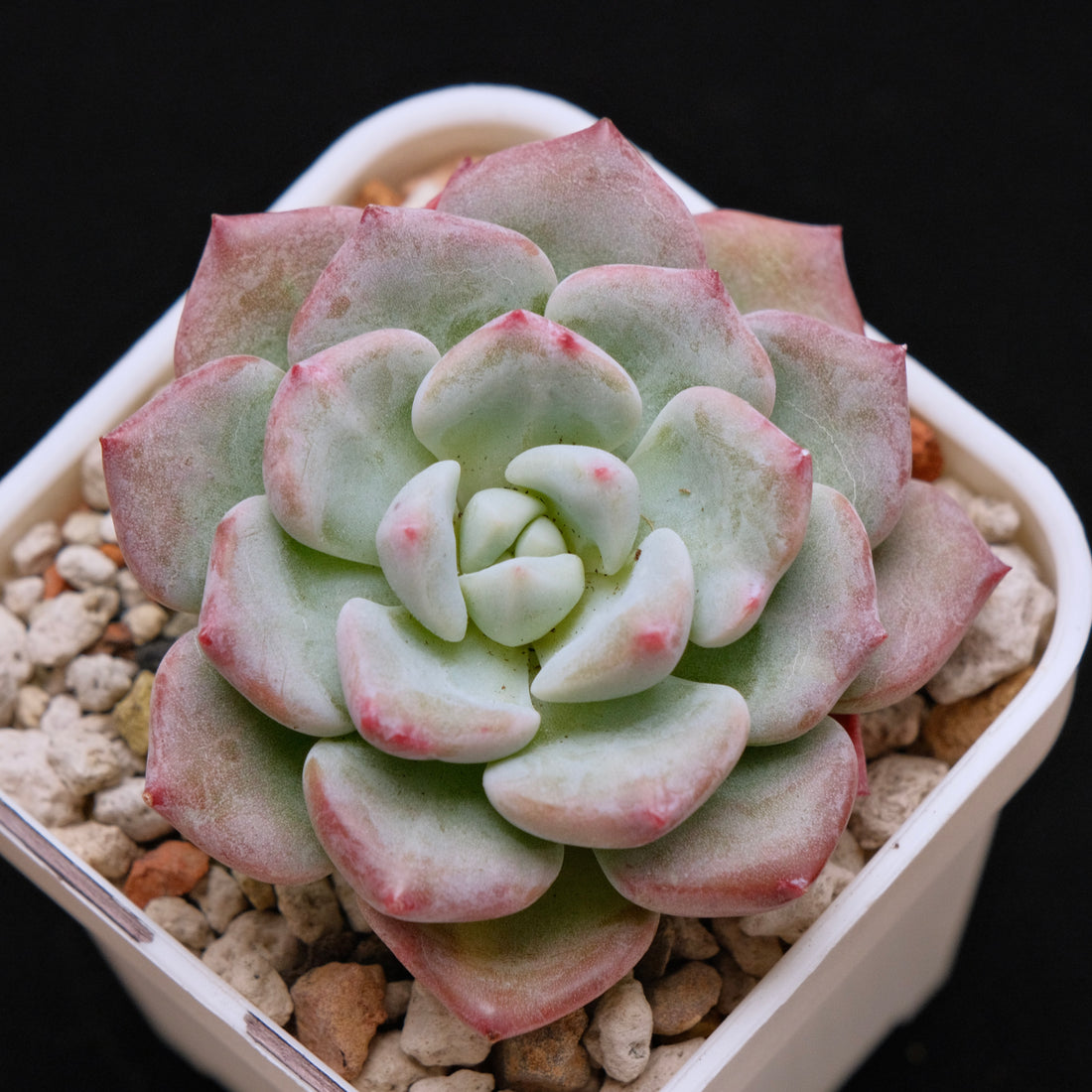 Echeveria Snow Mochi Imported Succulent Plant *New* 雪媚娘