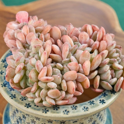 Big Crested Echeveria Pink Jenny Imported Succulent Plant