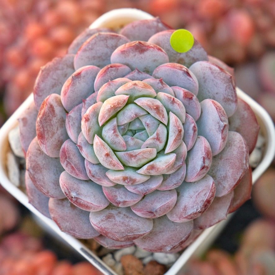 Echeveria Purple Rain Korean Succulent Plant *New*