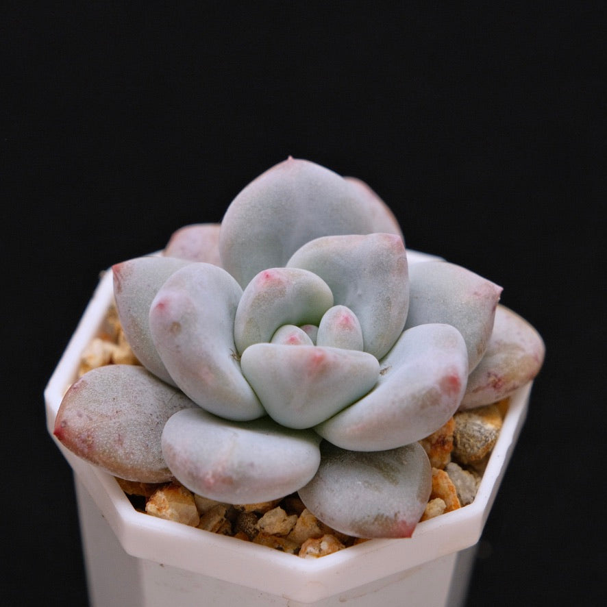 Pachyveria Pearl Berry Korean Succulent Plant