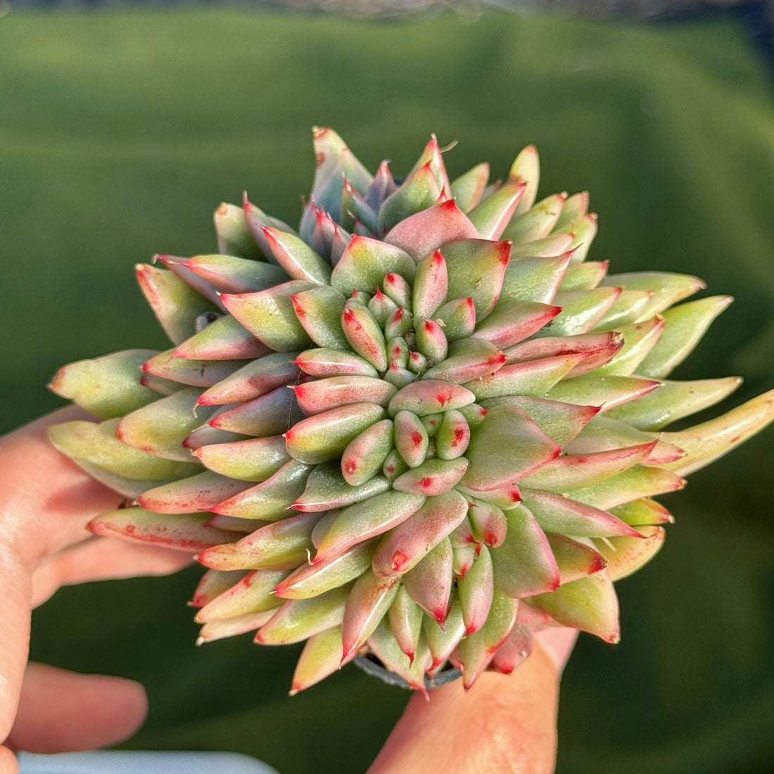 Variegated Echeveria Elkhorn cristata Korean Succulent Plant
