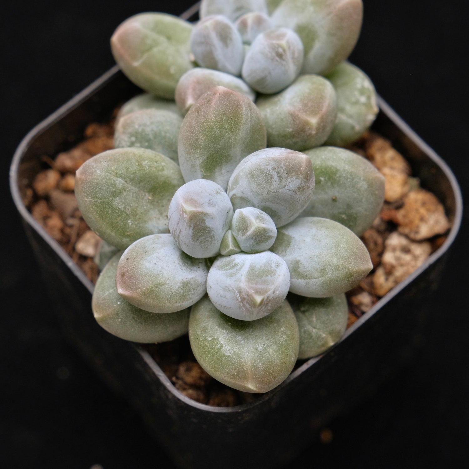 Pachyphytum Fresh Ball Korean Succulent Plant