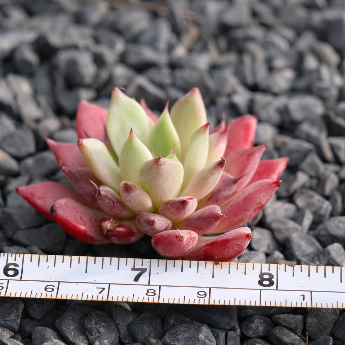Echeveria Ametrine No. 2 Korean Succulent Plant Rare Hwaga hybrid