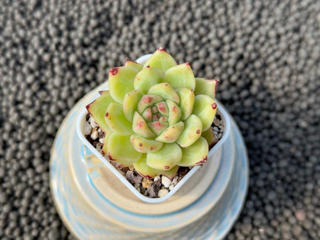 Echeveria Asca Maria Korean Succulent Plant Hwaga Hybrid