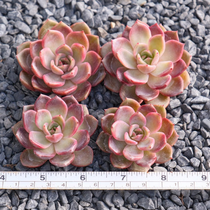 Echeveria Black Pink Korean Succulent Plant Rare Changhee hybrid