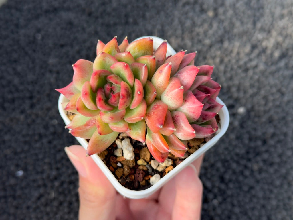 Echeveria Floriditi Korean Succulent Plant