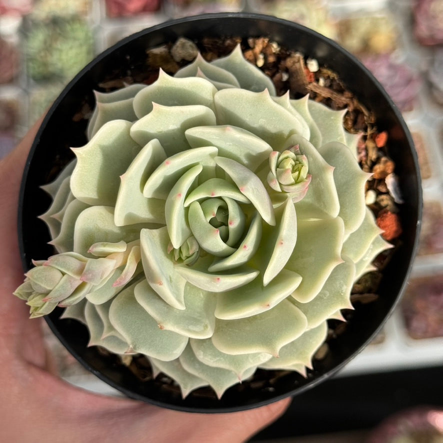 Echeveria Lola Succulent Plant