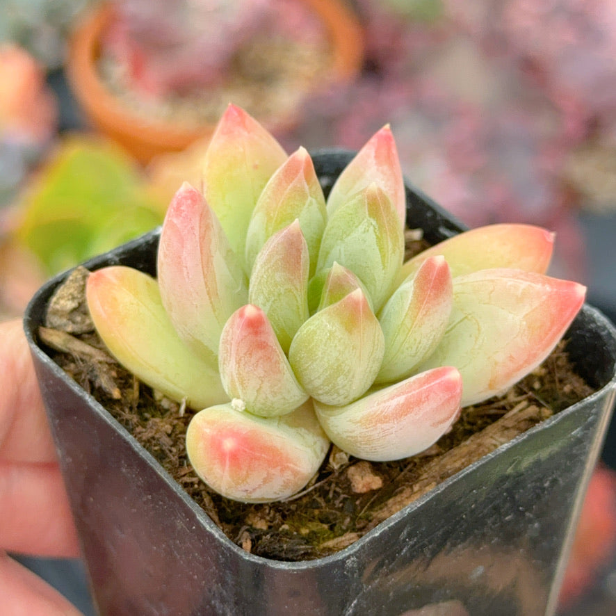 Pachyveria Bea Succulent Plant