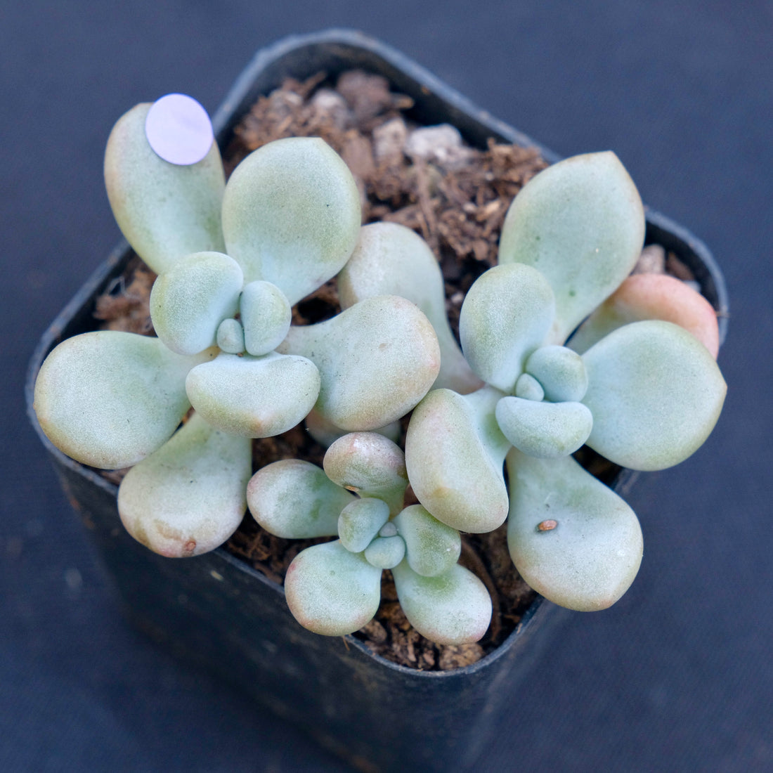 Graptoveria White Americano cluster Air Magic Hybrid Korean Succulent Plant