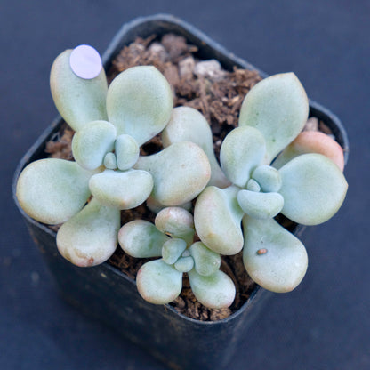 Graptoveria White Americano cluster Air Magic Hybrid Korean Succulent Plant