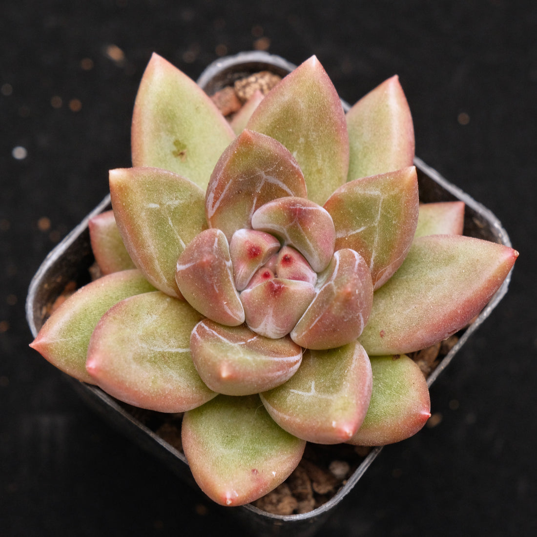 Pachyveria Tivoli Korean Succulent Plant