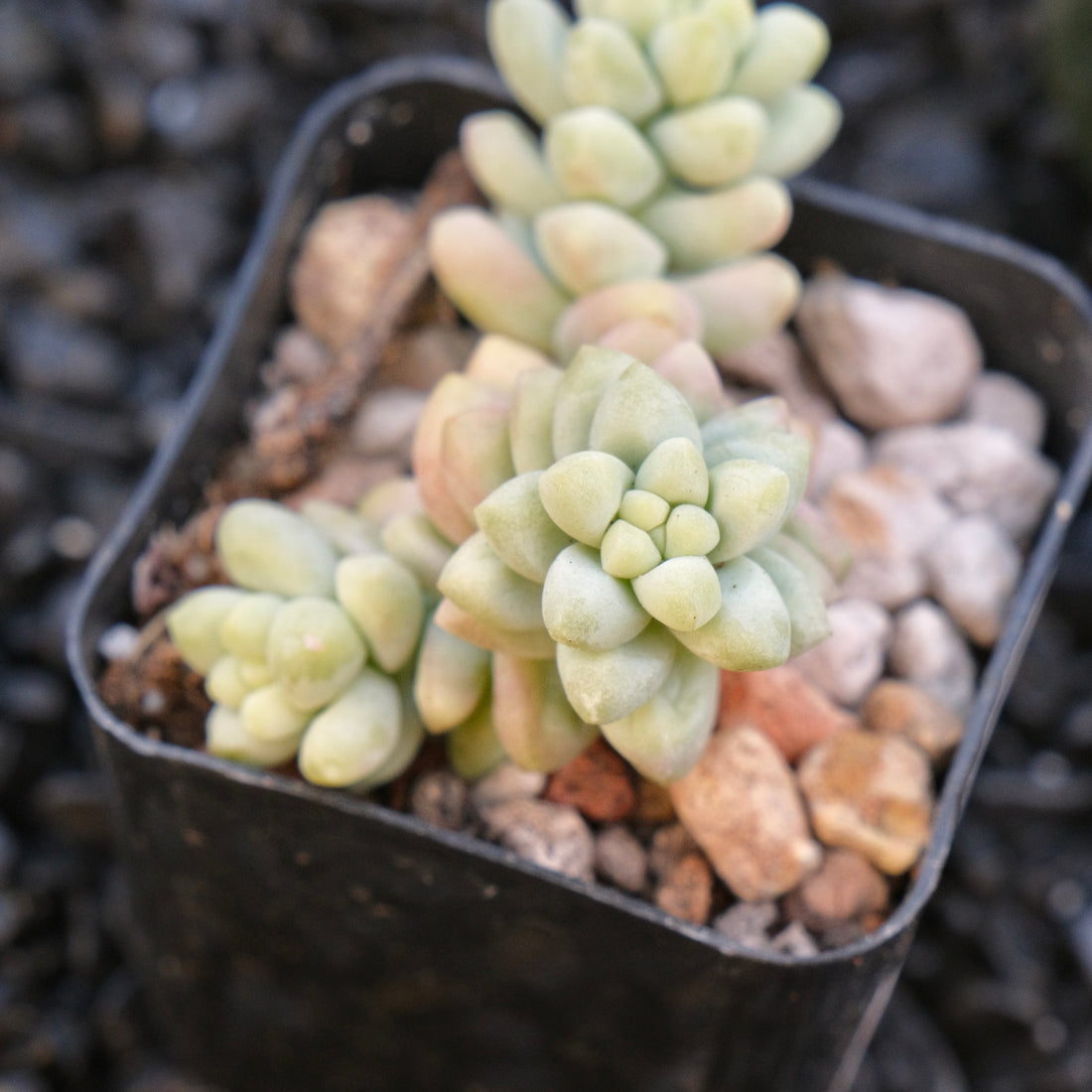 Sedum Burrito Locally Grown Succulent Plant