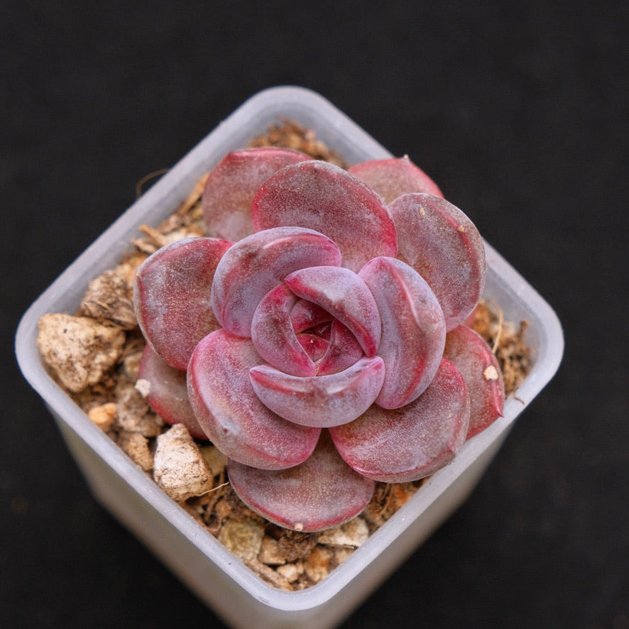 Echeveria Black Pink Korean Succulent Plant Changhee Hybrid