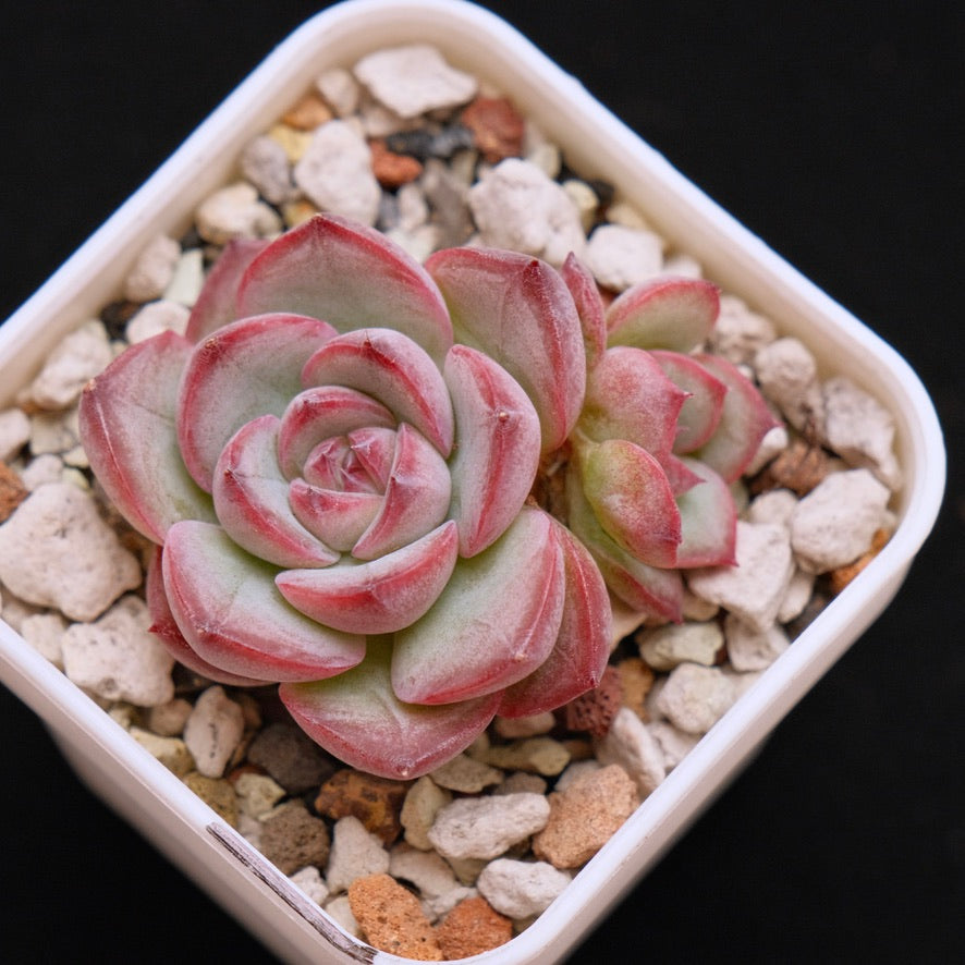 Echeveria Signature Korean Succulent Plant *New*