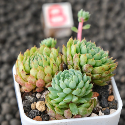 Echeveria Vincent Catto Imported Succulent Plant