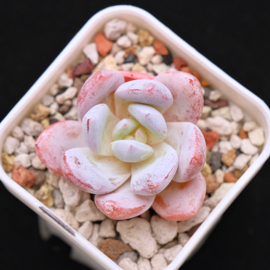 Echeveria La Traviata Korean Succulent Plant