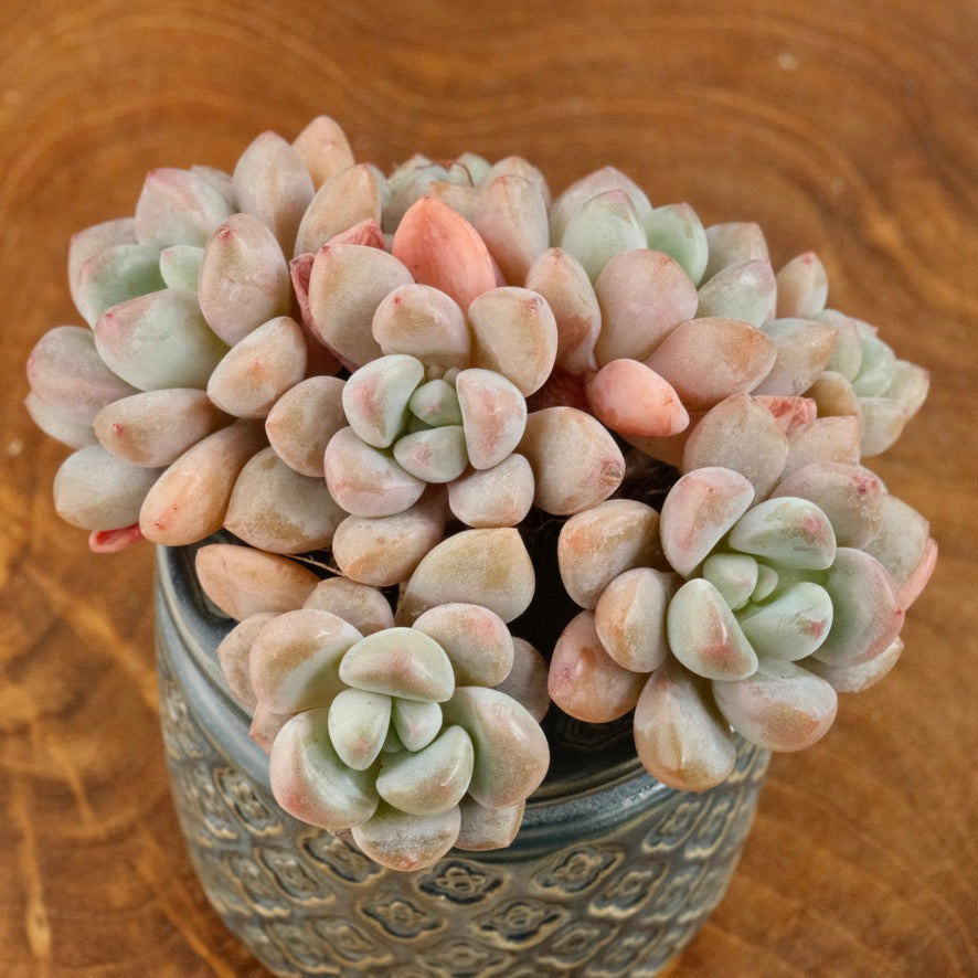 Graptoveria Amor Fati cluster Imported Succulent Plant