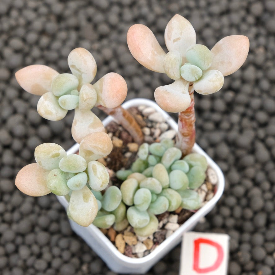 Graptosedum Jelly Finger Imported Succulent Plant