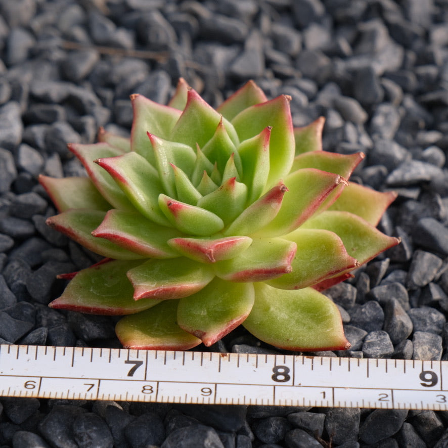 Echeveria Lento Korean Succulent Plant Hwaga hybrid