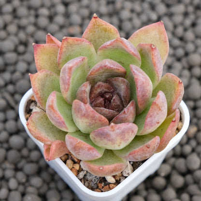 Echeveria Yuna Korean Succulent Plant