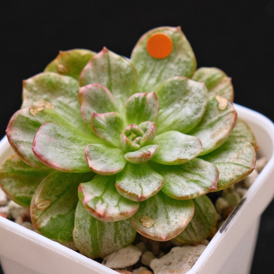 Variegated Echeveria Chris Boney Korean Succulent Plant