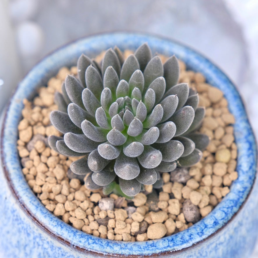 Sinocrassula yunnanensis Rare Succulent Plant