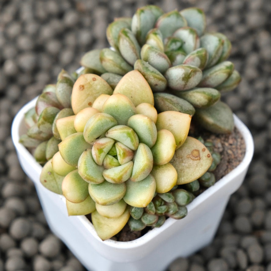 Varieated Graptoveria Amethorum Korean Succulent Plant