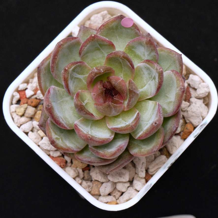 Big Echeveria Cherry Frappe Korean Succulent Plant