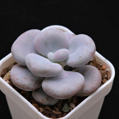 Chubby Pachyphytum hybrid Korean Succulent Plant